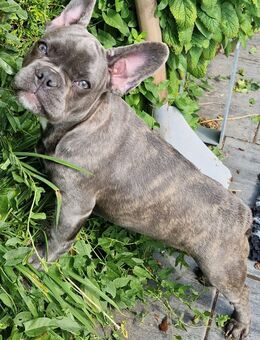 Französischen Bulldogge Hündin - Ziethen (Schleswig-Holstein)