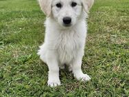 Golden Retriever - weißer schweizer Schäferhund Welpen - Sirksfelde