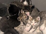 BKH mix Kitten - Winsen (Aller)