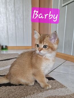 Abgabebereit - Reinrassige Bkh Kitten in Black golden shell - Herscheid