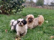 Shih Tzu Pärchen sucht für immer Zuhause - Wiesenburg