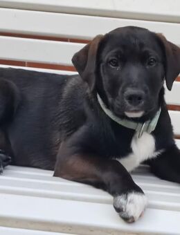 Bordercollie-Mix - Sontra
