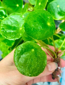 Pilea Sugar Ableger bewurzelt - Berlin