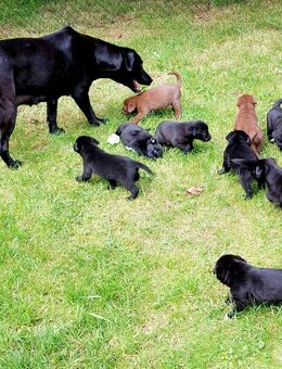 Labrador Mischlingswelpen - Beiersdorf
