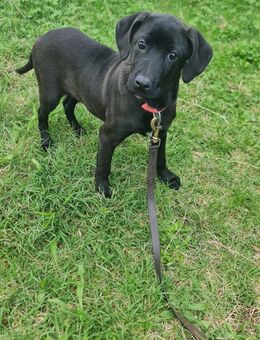 Lucius, a.d.Tierschutz, sucht Happy-Home - Boxberg (Oberlausitz)
