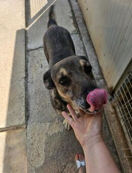 Perseus - möchte glücklich machen! - Mettmann