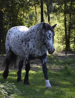Irish Cob Partbred Deckhengst Smoky Black Appaloosa Spotted - Heiligengrabe