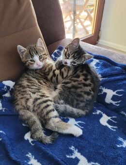 Bengal-Mix-Kitten - Herbolzheim
