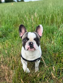 Französiche Bulldogge Rüde 1 Jahr - Lichtenstein (Sachsen)