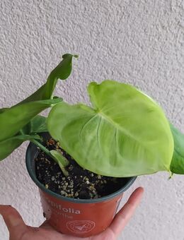 Syngonium macrophyllum Frosted Heart - Eschbach (Landkreis Südliche Weinstraße)