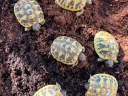 Griechische Landschildkröten Nachzucht 2023 und 2024 Testudo Hermanni - Brüggen (Burggemeinde)