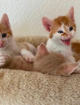 Kitten Babykatze - Marburg