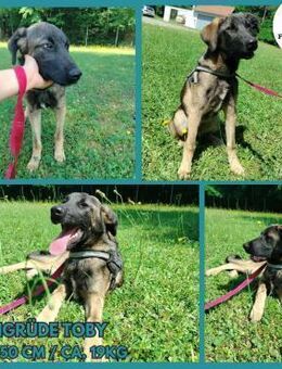 Toby junger Schäferhund Mischling Rüde - Margetshöchheim