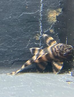 L397 NZ Panaqolus sp. Alenquer Tiger - Sulingen Zentrum