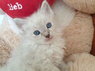 Geimpfte, Super süße Reinrassige Ragdoll Katzen Baby, Kitten mit blauen Augen - Schwarmstedt