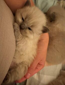 Nur noch 2 zauberhafte Ragdoll ähnl. Heilige Birma Kitten! Katzenbabys / Babykatze - Neu Wulmstorf