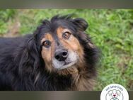 Lennox: treuer Begleiter sucht Familie - Kirchzell