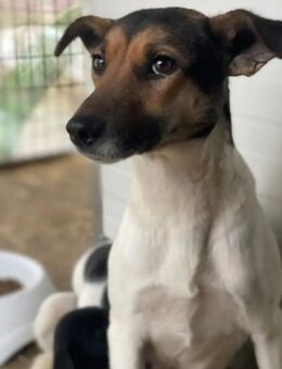 Lilu-LM, Hundemama sucht Liebe - Neustadt (Rübenberge)