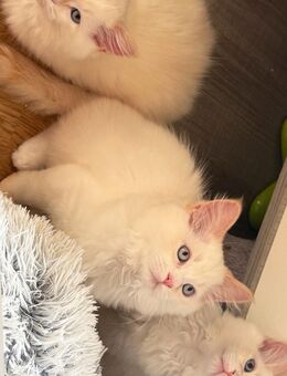 Ragdoll Neva Masquarade Kitten - Bochum