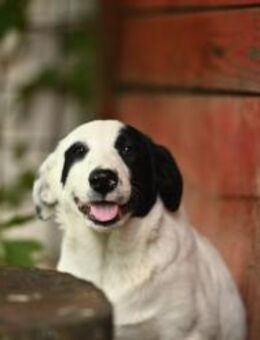 Nyra,aufgeweckter kleiner Schatz - Linden (Hessen)