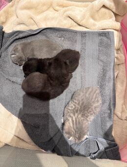 4 Kitten abzugeben - Hamburg