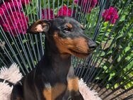 Reinrassiger Zwergpinscher - Bremen Zentrum