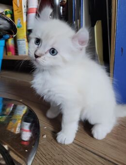 Ragdoll Waldkatze Kitten - Neißeaue