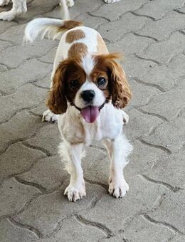 Jenő Cavalier King Charles Rüde, 7 Jah - Kassel