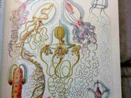 * Haeckel System der Medusen Text & Atlas *NEU Reprint der Ausgab - Radolfzell (Bodensee) Zentrum