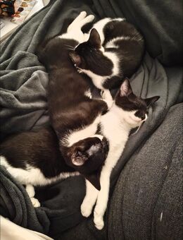 Trio sucht neues Zuhause - Velbert