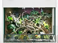 Terrarium / Paludarium für Pfeilgiftfrösche - Dendrobaten - Hilden