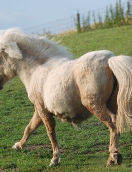 Rothensande Perrine - Goldpalomino Jungstute - kostbare rein alt-englische Birlinglinien Mini Shetland - Felsberg