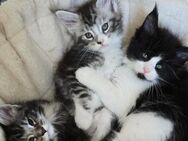 XXL Maine Coon Kitten - Castrop-Rauxel Zentrum