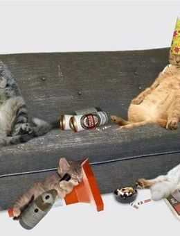 Gesucht, Frau für eine ehrliche Beziehung - Braunschweig Zentrum