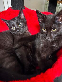 Siam Maine Coon Mix Kitten - Aschersleben Zentrum