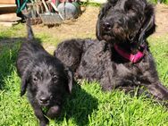 Luna und Leila suchen liebevolle Besitzer - Schkeuditz