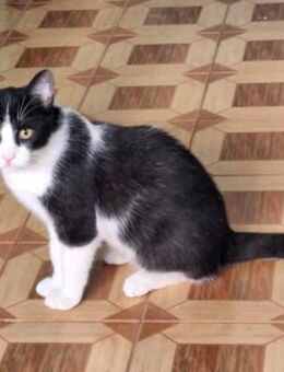 Verschmuster Kater Lyon - Karlsruhe