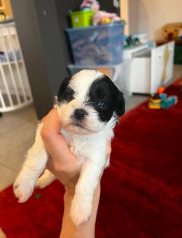 Süsser Maltheser Bolonka Welpe schwarz weiß - Ebringen