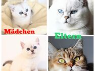 Bkh reinrassige Kitten mit blauen Augen - Unterensingen