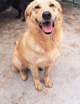 Kizo - Offener und fröhlicher Rüde - Obertshausen