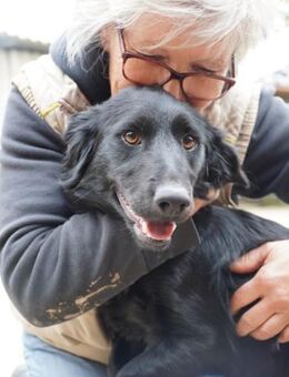 Beni-fröhlicher Wirbelwind will Zuhause - Chemnitz