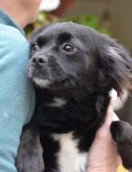 Bezaubernde Marlenka sucht ihre Menschen - Essen