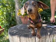 Piper, ein fröhliches Hundekind - Köln