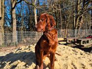 Wunderschöne Irish-Setter-Rüden mit Papieren