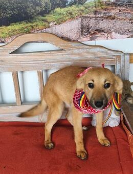 Emma - Hündin Welpe mit großem Herz - Hausen (Würzburg)