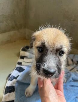 zauberhafter Welpenjunge Fox - Kallmünz