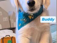 Traumhaft schöne Golden Retriever Welpen - Edersleben