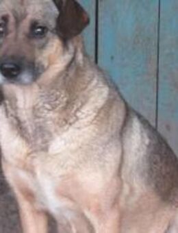 Yuna sucht Geborgenheit 🐾 - Elsdorf (Nordrhein-Westfalen)