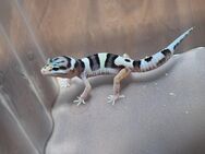 Leopardgecko - Rühen