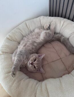 Weibliche BKH kitte - Ulm